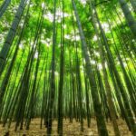 La Sabiduría del Bambú: Flexibilidad y Resiliencia en la Vida