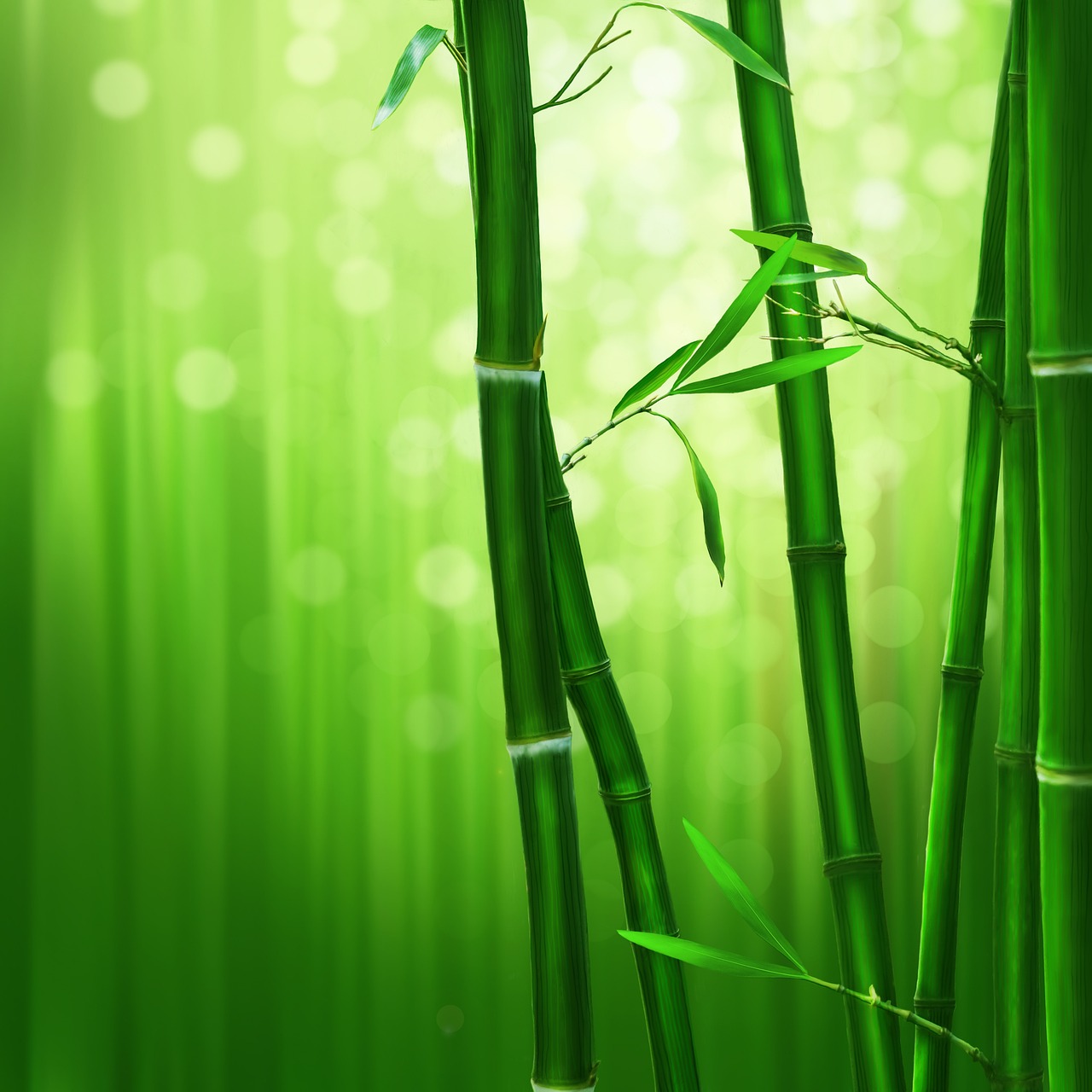 bamboo, green, nature, bamboo, bamboo, bamboo, bamboo, bamboo